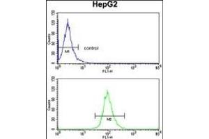 ELOVL6 Antibody (N-term) (ABIN390425 and ABIN2840812) flow cytometry analysis of HepG2 cells (bottom histogram) compared to a negative control cell (top histogram). (ELOVL6 抗体  (N-Term))