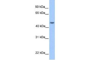 Western Blotting (WB) image for anti-Ankyrin Repeat and SOCS Box Containing 6 (ASB6) antibody (ABIN2459664) (ASB6 抗体)