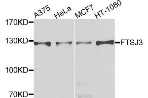 Western blot analysis of extracts of various cells, using FTSJ3 antibody. (FTSJ3 抗体)