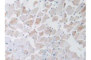 IHC-P analysis of Mouse Skeletal Muscle Tissue, with DAB staining. (GNRH1 抗体  (AA 22-90))