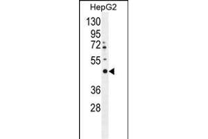 LRTM2 Antibody (C-term) (ABIN655297 and ABIN2844884) western blot analysis in HepG2 cell line lysates (35 μg/lane). (LRTM2 抗体  (C-Term))