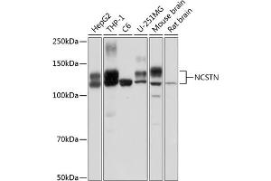 Western blot analysis of extracts of various cell lines, using NCSTN Polyclonal Antibody (ABIN1681053, ABIN3015074, ABIN3015075 and ABIN6213629) at 1:1000 dilution. (Nicastrin 抗体  (AA 429-669))