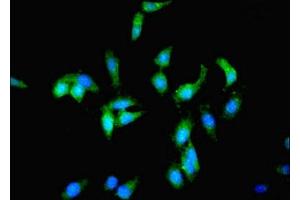 Immunofluorescent analysis of Hela cells using ABIN7163258 at dilution of 1:100 and Alexa Fluor 488-congugated AffiniPure Goat Anti-Rabbit IgG(H+L) (PCK1 抗体  (AA 1-622))
