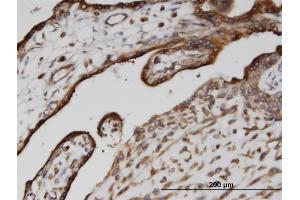 Immunostaining (ISt) image for anti-Calnexin (CANX) (AA 504-592) antibody (ABIN513996)