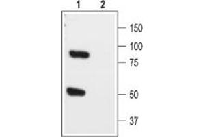 Western blot analysis of rat brain lysate: - 1. (KCNK1 抗体  (Extracellular))
