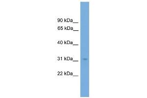 WB Suggested Anti-NRBF2 Antibody Titration:  0. (NRBF2 抗体  (N-Term))
