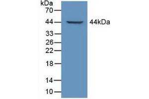 LTBP1 抗体  (AA 1415-1712)