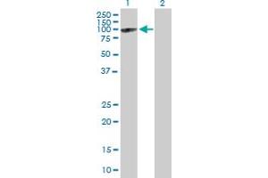 Western Blot analysis of MX2 expression in transfected 293T cell line by MX2 MaxPab polyclonal antibody. (MX2 抗体  (AA 1-715))