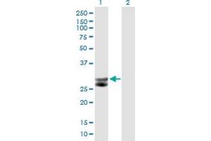 Western Blot analysis of CTSG expression in transfected 293T cell line by CTSG MaxPab polyclonal antibody. (Cathepsin G 抗体  (AA 1-255))