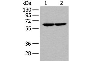 Western blot analysis of Jurkat and Raji cell lysates using SF3A3 Polyclonal Antibody at dilution of 1:200 (SF3A3 抗体)