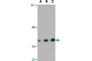 Western blot analysis of GAPDH in HeLa cell lysate with GAPDH polyclonal antibody  at (A) 0. (GAPDH 抗体  (C-Term))