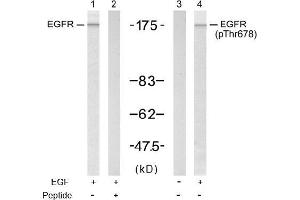 Image no. 1 for anti-Epidermal Growth Factor Receptor (EGFR) (pThr678) antibody (ABIN196924) (EGFR 抗体  (pThr678))