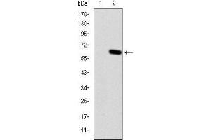 Western blot analysis using HFE mAb against HEK293 (1) and HFE(AA: 125-282)-hIgGFc transfected HEK293 (2) cell lysate. (HFE 抗体)