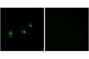 Immunofluorescence (IF) image for anti-Olfactory Receptor, Family 10, Subfamily G, Member 2 (OR10G2) (AA 241-290) antibody (ABIN1535797)