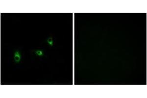 Immunofluorescence analysis of MCF7 cells, using OR10G2 Antibody. (OR10G2 抗体  (AA 241-290))