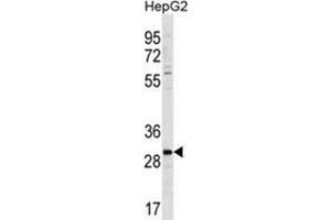 ZDHC3 Antibody (N-term) (AP54631PU-N ) western blot analysis in HepG2 cell line lysates (35 µg/lane).