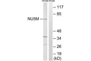 Western blot analysis of extracts from HT-29 cells, using MT-ND5 antibody. (MT-ND5 抗体  (Internal Region))