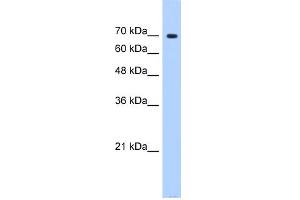 WB Suggested Anti-SF4 Antibody Titration:  0. (Splicing Factor 4 抗体  (N-Term))