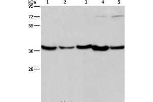 Western Blot analysis of Human fetal liver, Mouse skeletal muscle and heart tissue, Hela and Jurkat cell using DNAJB4 Polyclonal Antibody at dilution of 1:200 (DNAJB4 抗体)