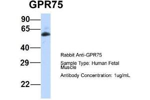 Host:  Rabbit  Target Name:  GPR75  Sample Type:  Human Fetal Muscle  Antibody Dilution:  1. (GPR75 抗体  (Middle Region))