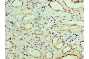 Immunohistochemistry of paraffin-embedded human kidney tissue using ABIN7163072 at dilution of 1:100 (Phenylalanyl-tRNA Synthetase, alpha Subunit (FARSA) (AA 2-508) 抗体)