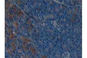 Detection of gGT1 in Mouse Pancreas Tissue using Polyclonal Antibody to Gamma-Glutamyltransferase 1 (gGT1) (GGT1 抗体  (AA 296-537))