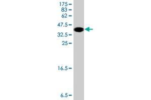 Western Blotting (WB) image for anti-Dynein, Light Chain, LC8-Type 2 (DYNLL2) (AA 1-72) antibody (ABIN566837)