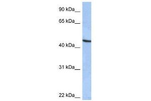 ZNF766 antibody used at 0. (ZNF766 抗体  (C-Term))