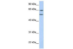 HTR2A antibody (70R-10551) used at 0. (HTR2A 抗体  (N-Term))