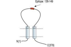 Purinergic Receptor P2X, Ligand-Gated Ion Channel, 6 (P2RX6) peptide