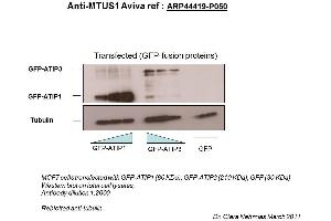 Image no. 3 for anti-Microtubule Associated Tumor Suppressor 1 (MTUS1) (Middle Region) antibody (ABIN502510)