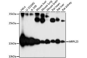 Western blot analysis of extracts of various cell lines, using MRPL23 antibody (ABIN7268564) at 1:1000 dilution. (MRPL23 抗体  (AA 1-153))