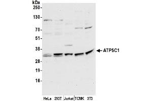 Western Blotting (WB) image for anti-ATP Synthase, H+ Transporting, Mitochondrial F1 Complex, gamma Polypeptide 1 (ATP5C1) (AA 175-225) antibody (ABIN7453041)
