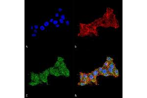 Immunocytochemistry/Immunofluorescence analysis using Rabbit Anti-RAB1B Polyclonal Antibody (ABIN5066512). (RAB1B 抗体  (AA 179-189) (PerCP))