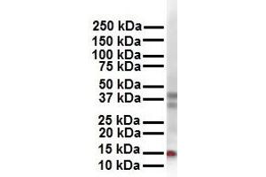 WB Suggested Anti-CITED2 antibody Titration: 1 ug/mL Sample Type: Human 293T (CITED2 抗体  (N-Term))
