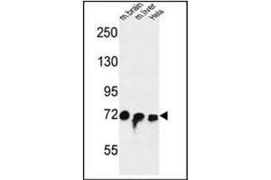 Western blot analysis of FAM40A Antibody  in mouse brain, liver tissue and Hela cell line lysates (35ug/lane). (STRIP1 抗体  (Middle Region))