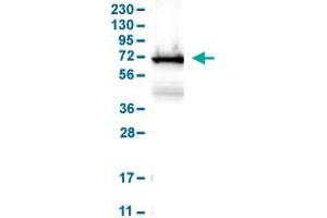 Western Blot analysis of human cell line RT-4. (LCP1 抗体  (AA 18-77))