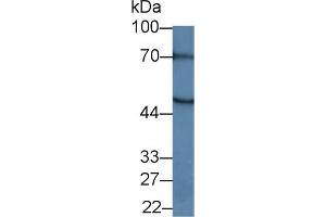 Western Blot; Sample:Mouse Pancreas lysate; Primary Ab: 1µg/ml Rabbit Anti-Human MEF2A Antibody Second Ab: 0. (MEF2A 抗体  (AA 1-162))