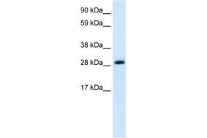 Western Blotting (WB) image for anti-Activator of Basal Transcription 1 (Abt1) antibody (ABIN2460512) (Activator of Basal Transcription 1 抗体)