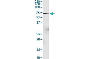 DTX2 MaxPab rabbit polyclonal antibody. (DTX2 抗体  (AA 1-622))