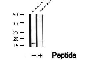 Western blot analysis of extracts of mouse liver tissue, using PRX5 antibody. (Peroxiredoxin 5 抗体  (C-Term))