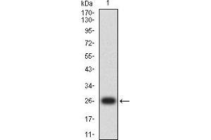 Western blot analysis using GSTP1 mAb against human GSTP1 (AA: 2-210) recombinant protein. (GSTP1 抗体  (AA 2-210))