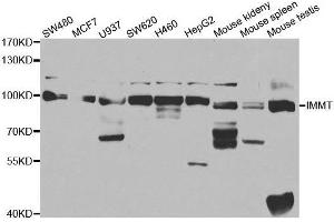 Western blot analysis of extracts of various cell lines, using IMMT antibody. (IMMT 抗体  (AA 120-270))