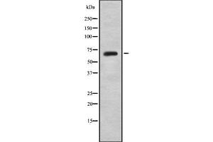 Western blot analysis of TBX15/18 using HepG2 whole cell lysates (T-Box 15/18 抗体)