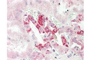 Anti-CUTA antibody IHC staining of human kidney. (CUTA 抗体  (AA 71-120))