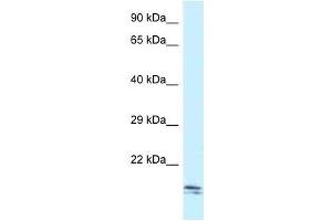 Western Blot showing Sec11c antibody used at a concentration of 1. (SEC11C 抗体  (C-Term))