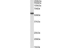 Biotinylated ABIN5539679 (0. (ALDH2 抗体  (Internal Region) (Biotin))