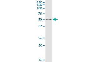 DALRD3 MaxPab polyclonal antibody. (DALRD3 抗体  (AA 1-543))