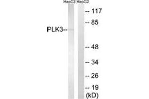 Western Blotting (WB) image for anti-Polo-Like Kinase 3 (PLK3) (AA 231-280) antibody (ABIN2890616) (PLK3 抗体  (AA 231-280))
