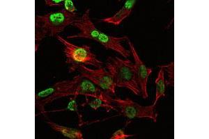 Immunofluorescence analysis of U251 cells using OTX2 monoclonal antobody, clone 1H12G8B2  (green). (OTX2 抗体)